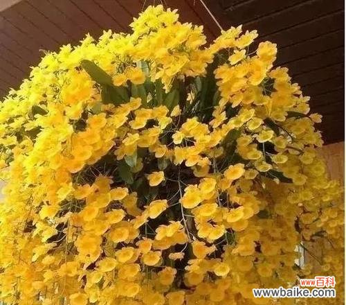 探寻石斛兰花语的深意，绽放爱与希望的关键 石斛兰的花语之美