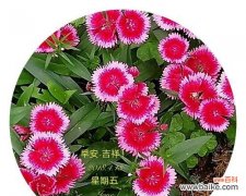 探寻石竹的花语意义，感受它的魅力与坚毅 石竹花语