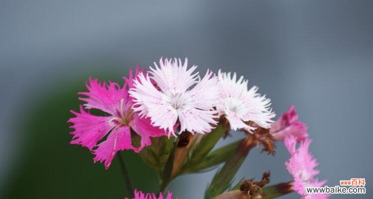 探寻石竹的花语意义,感受它的魅力与坚毅 石竹花语