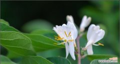 花开山谷，谈笑风生，以深山含笑之美，诠释花语与传说之神秘 深山含笑的花语和传说——探