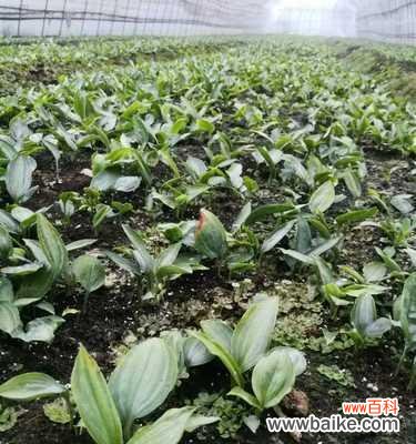 探索以杀头苗的起源和演变,了解其在社会中的重要地位 揭秘以杀头苗的真正含义——传统习俗背后的文化传承