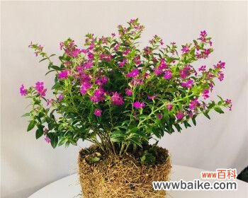 探索以杀头苗的起源和演变,了解其在社会中的重要地位 揭秘以杀头苗的真正含义——传统习俗背后的文化传承