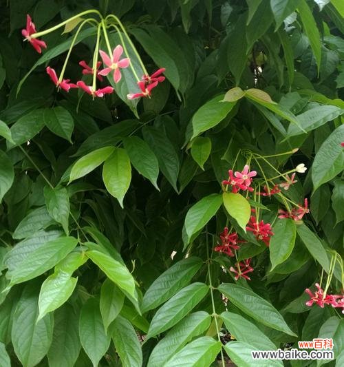 绽放无声的力量,与大千世界对话 君子花语与寓意