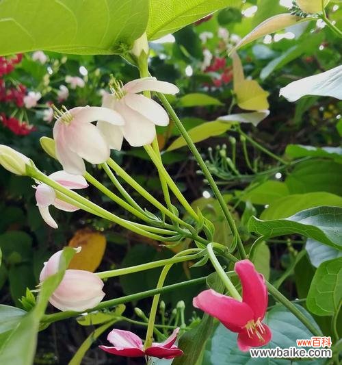 绽放无声的力量,与大千世界对话 君子花语与寓意