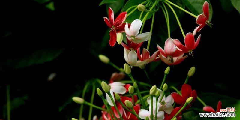 绽放无声的力量,与大千世界对话 君子花语与寓意