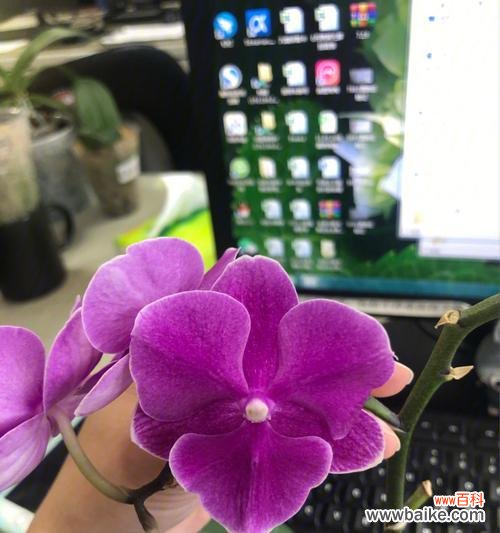 通过实生苗种植,提高植物的适应能力和生存率 实生苗的意义与种植技巧