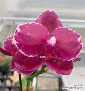 通过实生苗种植，提高植物的适应能力和生存率 实生苗的意义与种植技巧