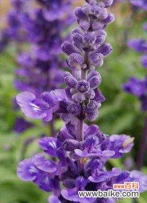 探索鼠尾草的花语与神秘传说，了解这个神奇植物的魅力 鼠尾草