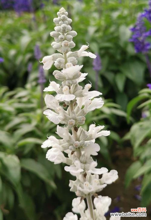 探索鼠尾草的花语与神秘传说，了解这个神奇植物的魅力 鼠尾草