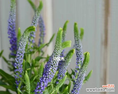 探索鼠尾草的花语与神秘传说，了解这个神奇植物的魅力 鼠尾草