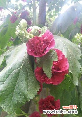 传递爱的力量，鼓舞勇往直前 以蜀葵之花语——寄托爱与勇气