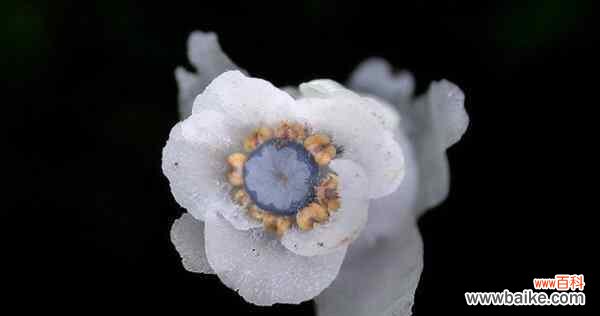 揭开水晶兰花语之谜，品味自然的神秘魅力 水晶兰的花语与美丽秘密