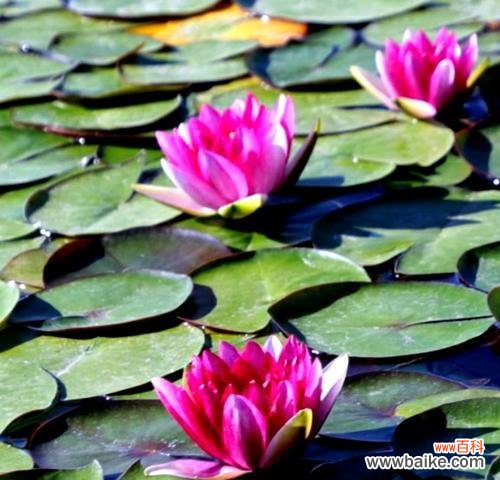 探寻睡莲背后的深意 睡莲的花语和寓意