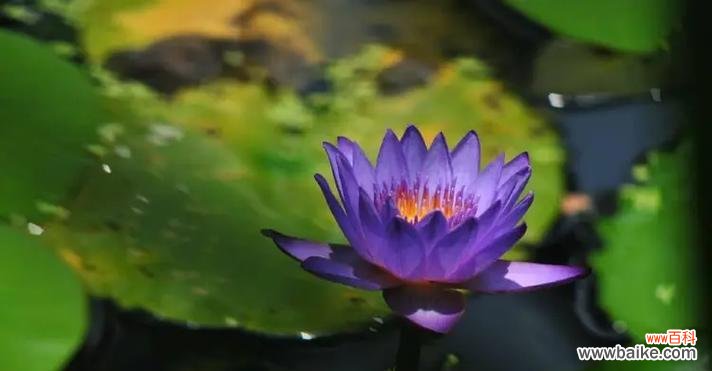 探寻睡莲花语的深层含义 睡莲花语