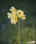 探寻春天花朵的美丽与象征 春天花开，盛世绽放