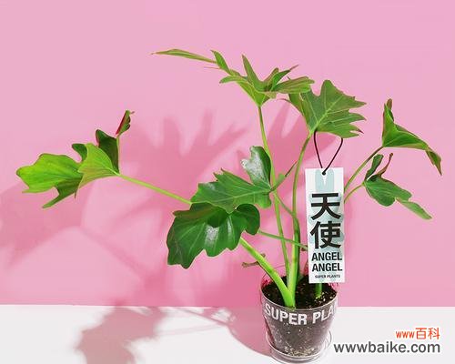 唤醒春天的温暖之羽 春羽的花语与寓意