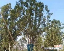 古树垂丝缕 探秘丛生香樟的独特魅力