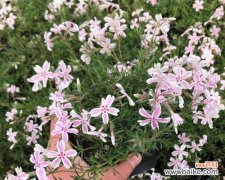 揭秘福禄考花语的秘密 解读丛生福禄考花语的含义