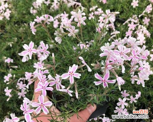 揭秘福禄考花语的秘密 解读丛生福禄考花语的含义