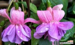 揭秘吊钟花的神秘语言 吊钟花的花语与寓意