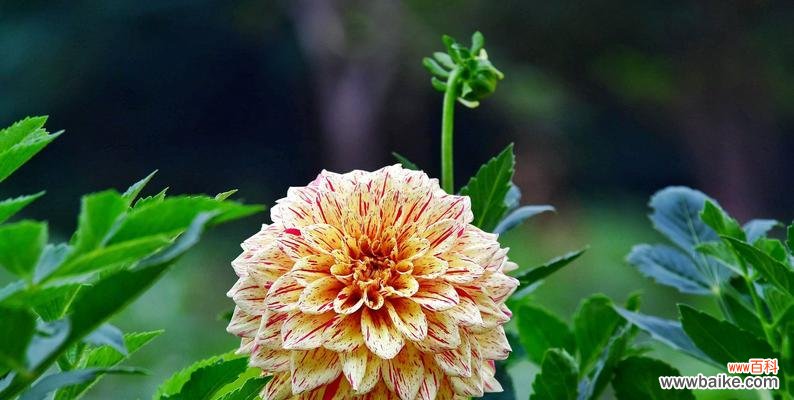 探索大丽花的神秘象征与情感表达 大丽花