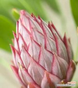 探索帝王花的花语与意义 帝王花