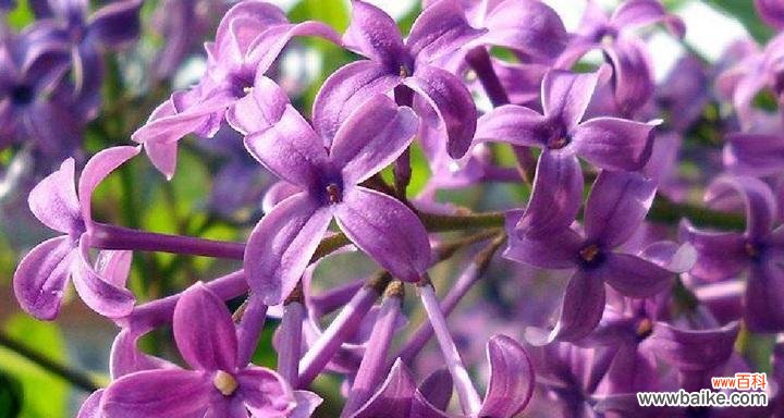 传递爱与祝福的芬芳信使 丁香花的花语