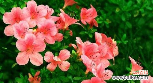 探秘杜鹃花的心声 杜鹃花的花语与美丽之谜