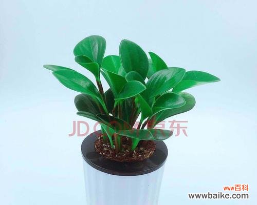 解读豆瓣绿的风水秘密 豆瓣绿的风水寓意及其应用