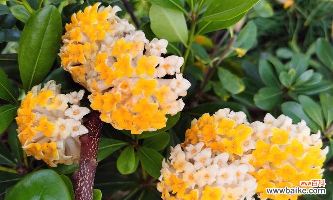 滇结香的花语代表什么含义?