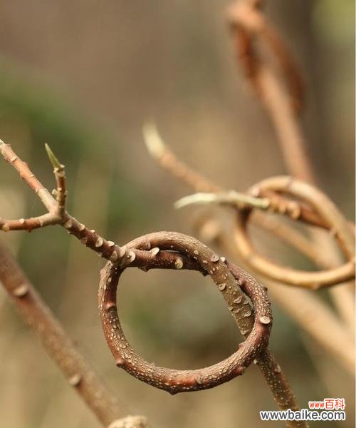 滇结香的花语代表什么含义?