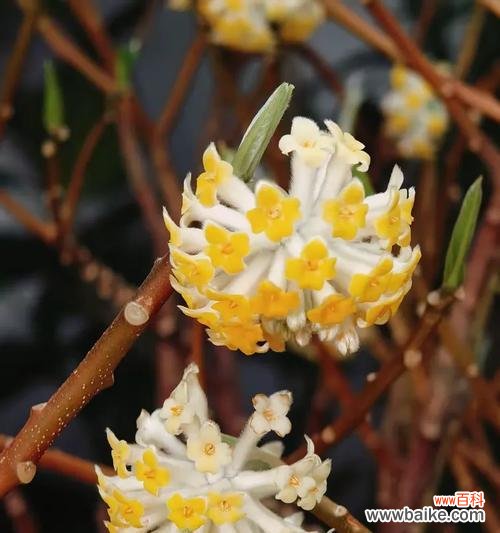 滇结香的花语代表什么含义?