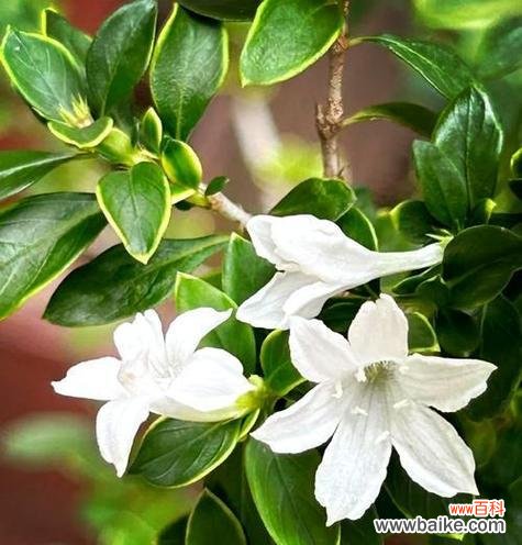 6月雪的花语代表什么含义？