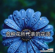 杏叶藤的花语是什么意思？