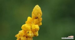 翅荚决明的花语代表什么？