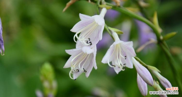 紫玉簪花的花语是什么意思?