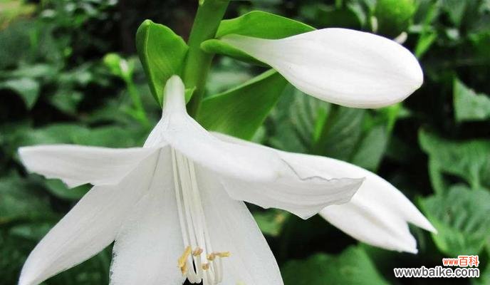 紫玉簪花的花语是什么意思?