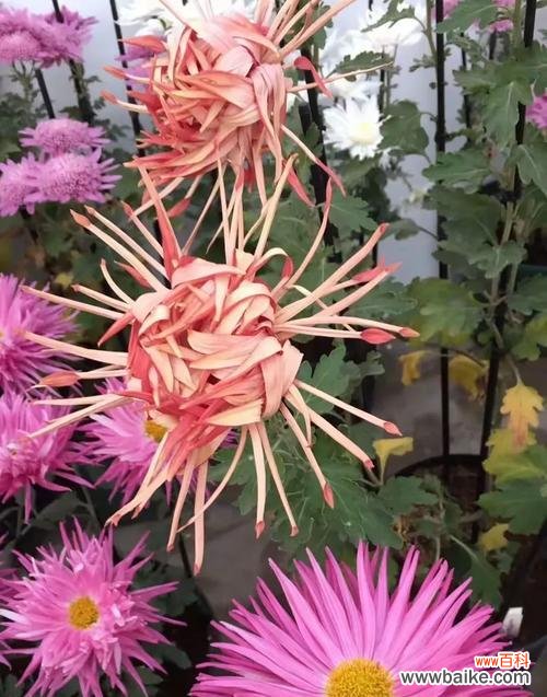 车矢菊花的花语是什么意思?