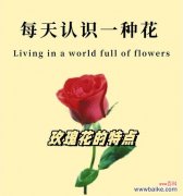 粉玫槐的花语代表什么？