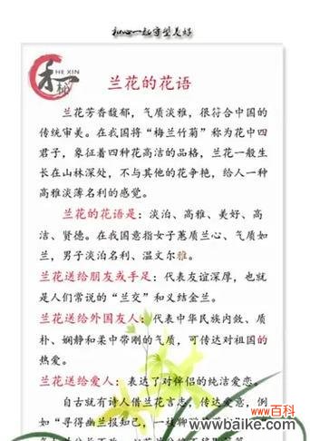 兰花的花语代表什么含义？