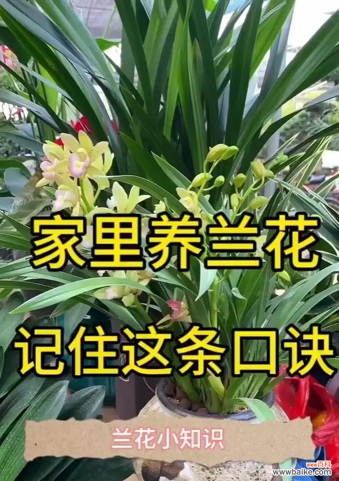 兰花的花语代表什么含义？