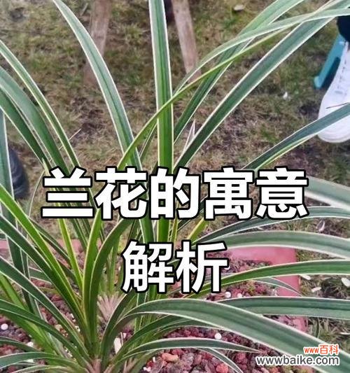 兰花的花语代表什么含义？