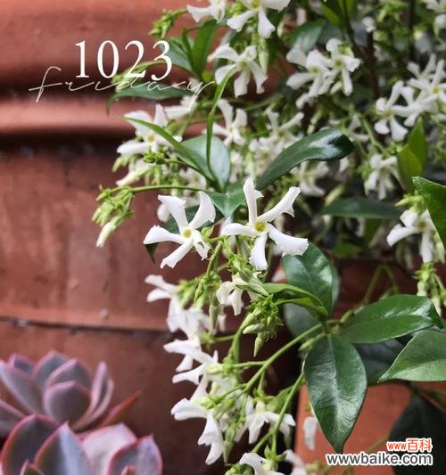 双腺藤的花语是什么意思？