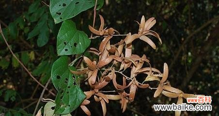 双腺藤的花语是什么意思？