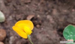 落花生的花语代表什么含义？