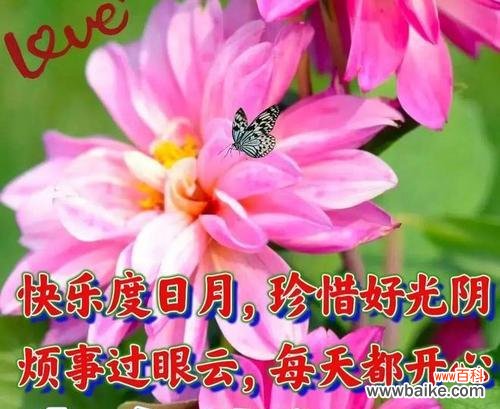 一帆顺风花语是什么意思?如何用在祝福语中?