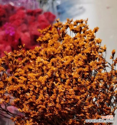 探寻水晶花的神秘之美 水晶花的花语及其寓意