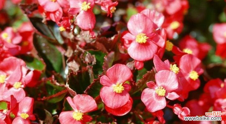 四季海棠花的意义与传承 四季海棠花的花语与寓意