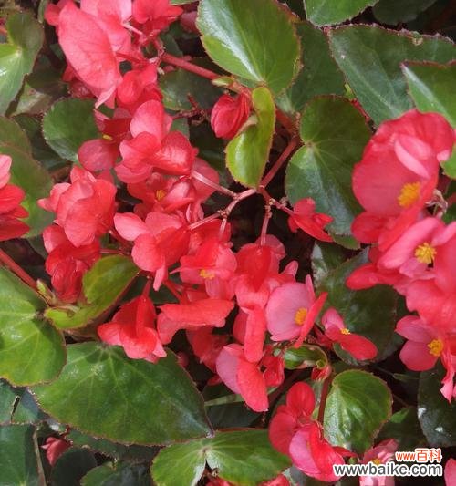 四季海棠花的意义与传承 四季海棠花的花语与寓意