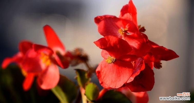 探究四季海棠的美丽寓意及象征力 四季海棠